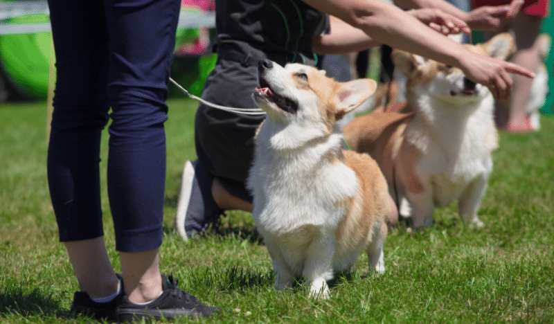  Pawsby Dog Show at Thoresby Park | Visit Nottinghamshire